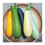 David's Garden Seeds Zucchini Summer Melody 9112 (Multi) 50 Non-GMO, Heirloom Seeds Photo, new 2024, best price $3.45 review