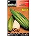 Foto ScoutSeed Batlle semillas de hortalizas - calabaza Luffa (semillas) revisión