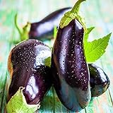 Eggplant Seed, Black Beauty, Heirloom, Non GMO, 50 Seeds, Vegetable Photo, new 2024, best price $2.29 ($0.05 / Count) review