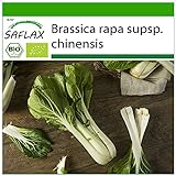 SAFLAX - Ecológico - Col de mostaza china - Pak Choi - 300 semillas - Brassica rapa Foto, nuevo 2024, mejor precio 3,95 € revisión