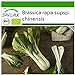 Foto SAFLAX - Ecológico - Col de mostaza china - Pak Choi - 300 semillas - Brassica rapa revisión