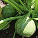 Foto Samen für ca. 10 Pflanzen Tondo Chiara di Nizza Zucchini - runde Früchte, vielseitig verwendbar Rezension