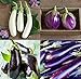 Photo David's Garden Seeds Collection Set Eggplant 4432 (Multi) 4 Varieties 200 Non-GMO, Open Pollinated Seeds review