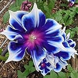 100pcs/pack Morning Glory Seeds Beautiful Perennial Flowers Seeds for Garden qc… Photo, new 2024, best price $8.39 ($0.08 / Count) review