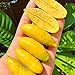 Foto 20 unids/bolsa Citrus Australasica Seeds, arbusto lleno de vitalidad bajo en grasa, semillas de limas para plantar en casa jardín exterior 1 Semilla revisión