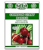 Crimson Giant Radish Seeds - 200 Seeds Non-GMO Photo, new 2024, best price $1.59 ($0.01 / Count) review