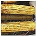 Photo Everwilde Farms - 1/4 Lb Reid's Yellow Dent Open Pollinated Corn Seeds - Gold Vault review
