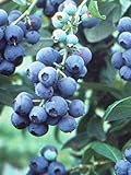 Pixies Gardens Tifblue Blueberry Bush - One of The Oldest Blueberry Cultivars Still Being Planted and Considered One of The Best. Good Pollinator (2 Gallon Potted) Photo, new 2024, best price $69.99 review