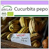 SAFLAX - Ecológico - Calabaza - Delicata - 6 semillas - Cucurbita pepo Foto, nuevo 2024, mejor precio 3,95 € revisión