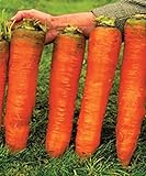 NIKA SEEDS - Vegetable Carrot Red Giant - 1000 Seeds Photo, new 2024, best price $8.95 review