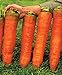Photo CEMEHA SEEDS - Giant Red Carrot Sweet Non GMO Vegetable for Planting 1000 Seeds review