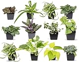 Easy to Grow Houseplants (12 Pack) Live House Plants in Plant Containers, Growers Choice Plant Set in Planters with Potting Soil Mix, Home Décor Planting Kit or Outdoor Garden Gifts by Plants for Pets Photo, new 2024, best price $38.33 ($3.19 / Count) review