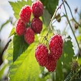 Killarney Raspberry - 1 Red Raspberry Plant - Everbearing - Organic Grown Photo, new 2024, best price $16.95 review