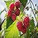 Photo Killarney Raspberry - 1 Red Raspberry Plant - Everbearing - Organic Grown review