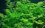 Tropica Aquarium Pflanze Ceratopteris thalictroides Nr.005A Wasserpflanzen Aquarium Aquariumpflanzen Foto, neu 2024, bester Preis 5,98 € (5,98 € / stück) Rezension