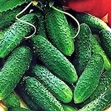 CEMEHA SEEDS - Cucumber Parisian Gherkin Open-Pollinated Pickling Non GMO Vegetable for Planting Photo, new 2024, best price $6.95 ($0.17 / Count) review
