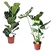 Foto Zimmerpflanze 2er Pflanzen-Set Geigenfeige und Fensterblatt | Ficus Lyrata + Monstera Deliciosa  | Lieferhöhe: 60 cm und 80 cm | 2 Stück Topf Ø 17cm Rezension