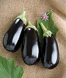 David's Garden Seeds Eggplant Nadia 7492 (Black) 25 Non-GMO, Hybrid Seeds Photo, new 2024, best price $3.45 review
