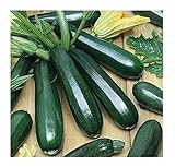 David's Garden Seeds Zucchini Black Beauty 1454 (Green) 50 Non-GMO, Heirloom Seeds Photo, new 2024, best price $3.45 review