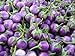 Photo Purple Thai Mini Round Aubergine 30 ++ Graines examen