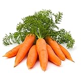 1000+ Carrot Seed for Planting - Non-GMO, Vegetable Seeds for Planting Outdoor Home Gardens Photo, new 2024, best price $9.99 ($0.01 / Count) review