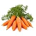 Photo 1000+ Carrot Seed for Planting - Non-GMO, Vegetable Seeds for Planting Outdoor Home Gardens review