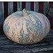 Photo 10 Iran, Pumpkin Seed (Calabaza) Jumbo Squash,50 Plus Pound Fruits review