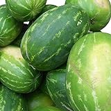 Rießen Wassermelone 10 Korn (Rar) >>>Fruchtgewicht von 12 bis 16 kg<<< Foto, neu 2024, bester Preis 2,49 € Rezension