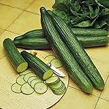 Cucumber, Long Green Improved Seeds, Non-GMO, 25 Seeds per Package,Long Green Improved Cucumber is a Strong, Vigorous Producer . Jacobs Ladder Ent. Photo, new 2024, best price $1.99 ($1.99 / Count) review