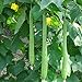 Foto Semillas para jardinería, 10 piezas de semillas de luffa largas de esponja de pepino, calabaza verde vegetal de granja revisión