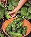 Photo Burpee Supremo Pickling Cucumber Seeds 30 seeds review