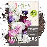 Seed Needs, Old Spice Sweet Pea (Lathyrus odoratus) Bulk Pack of 400 Seeds Photo, new 2024, best price $8.99 ($0.02 / Count) review
