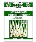 Evergreen Bunching Onion Seeds - 300 Seeds Non-GMO Photo, new 2024, best price $1.89 review