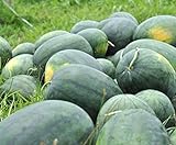 Florida Giant Melon Large Southern Heirloom Watermelon bin4 (100 Seeds, or 1/2 oz) Photo, new 2024, best price $7.99 review