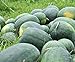 Photo Florida Giant Melon Large Southern Heirloom Watermelon bin4 (100 Seeds, or 1/2 oz) review