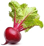 Ruby Queen Beet Seeds | Beet Seeds for Planting Outdoor Gardens | Heirloom & Non-GMO | Planting Instructions Included Photo, new 2024, best price $6.95 ($32.94 / Ounce) review