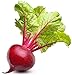 Photo Ruby Queen Beet Seeds | Beet Seeds for Planting Outdoor Gardens | Heirloom & Non-GMO | Planting Instructions Included review