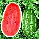 KIRA SEEDS - Giant Astrakhan Watermelon 11 lbs - Fruits for Planting - GMO Free Photo, new 2024, best price $6.96 ($0.23 / Count) review