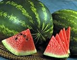 Watermelon, Jubilee , Heirloom, 20 Seeds, Large, Sweet N Delicious Photo, new 2024, best price $1.99 ($0.10 / Count) review