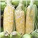 Photo Peaches & Cream Sweet Corn Non-GMO Seeds, 1 Pound (2,400+ Seeds) - by Seeds2Go review