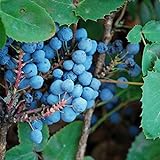 Creeping Oregon Grape Seeds (Mahonia repens) Packet of 10 Seeds Photo, new 2024, best price $8.97 ($0.90 / Count) review