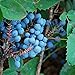 Photo Creeping Oregon Grape Seeds (Mahonia repens) Packet of 10 Seeds review