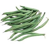 Burpee Blue Lake 274 Bush Bean Seeds 2 ounces of seed Photo, new 2024, best price $6.30 ($3.15 / Ounce) review
