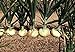 Foto 200 piezas de semillas de cebolla dulce Semillas de reliquia no transgénicas que crecen al aire libre La cebolla blanca también se puede utilizar para decorar el jardín revisión