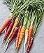 Photo Burpee Kaleidoscope Blend Non-GMO Rainbow Carrot Vegetable Planting Home Garden | Five Colors: Red, Orange, Purple, White, and Yellow, 1500 Seeds review