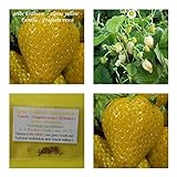 gelbe Erdbeere (alpine yellow) - 50+ Samen - süß ! Foto, neu 2024, bester Preis 4,50 € Rezension