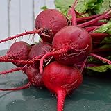 Crosby Egyptian Beet - 100 Seeds - Heirloom & Open-Pollinated Variety, Non-GMO Vegetable Seeds for Planting Indoors or Outdoors in Containers or The Home Garden, Thresh Seed Company Photo, new 2024, best price $7.99 review