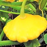 TomorrowSeeds - Sunburst Yellow Patty Pan Seeds - 60+ Count Packet - Bush Scallop Squash Summer Golden Patisson Patison Lemon Scallopini Photo, new 2024, best price $8.80 ($0.15 / Count) review