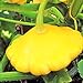 Photo TomorrowSeeds - Sunburst Yellow Patty Pan Seeds - 60+ Count Packet - Bush Scallop Squash Summer Golden Patisson Patison Lemon Scallopini review