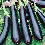 Seeds Eggplant Aubergine Long Pop Black Vegetable Heirloom for Planting Non GMO Photo, new 2024, best price $8.99 review